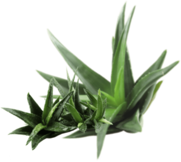 cosmetics aloe layer 2